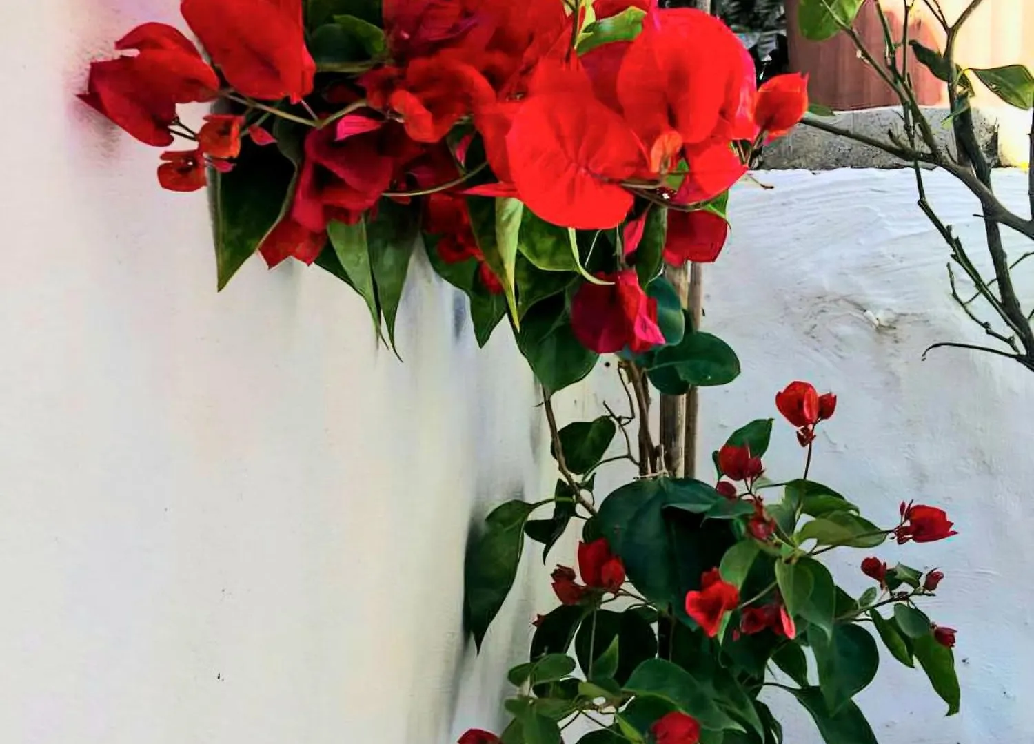 Casa Cortile Nonna Caterina Apartment Valderice